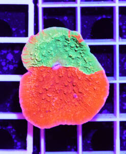 Alternative view of WYSIWYG Montipora foliosa "grafted"