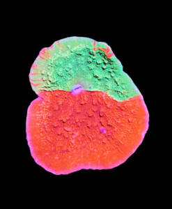 WYSIWYG Montipora foliosa "grafted"