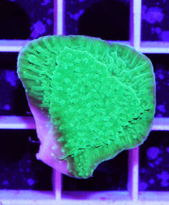 Alternative view of WYSIWYG Montipora foliosa "neon green"