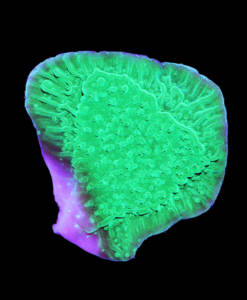 WYSIWYG Montipora foliosa "neon green"