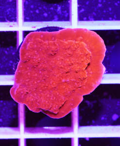 Alternative view of WYSIWYG Montipora foliosa "red"