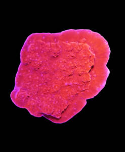 WYSIWYG Montipora foliosa "red"
