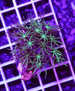 Alternative view of WYSIWYG Tubipora musica "Green" Orgelkoralle