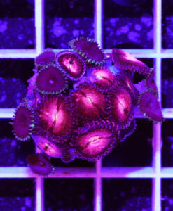 Alternative view of WYSIWYG Zoanthus „Alien Explosion & Purple Death“ Mix