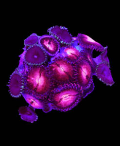 WYSIWYG Zoanthus „Alien Explosion & Purple Death“ Mix
