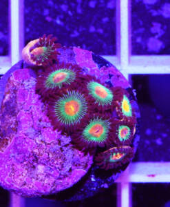 Alternative view of WYSIWYG Zoanthus "Gorilla Nipple"