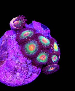 WYSIWYG Zoanthus "Gorilla Nipple"