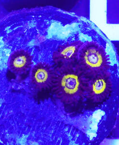 Alternative view of WYSIWYG Zoanthus „Lemon Drops“ 6 Polypen
