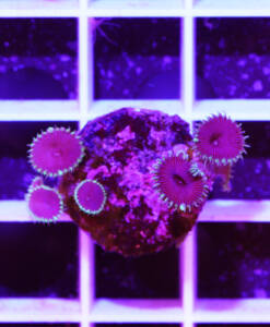 Alternative view of WYSIWYG Zoanthus „Purple Death“ Krustenanemone