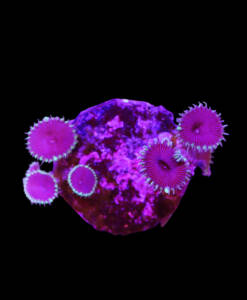 WYSIWYG Zoanthus „Purple Death“ Krustenanemone