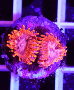 Alternative view of WYSIWYG Zoanthus "Utter Chaos"