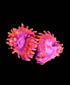 WYSIWYG Zoanthus "Utter Chaos"