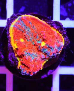 Alternative view of WYSIWYG Chalice "Flaming Bugatti"
