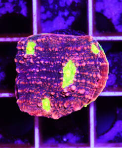 Alternative view of WYSIWYG Chalice "Watermelon"