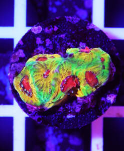 Alternative view of WYSIWYG Favia "Fascination"