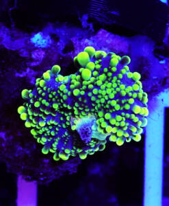 Alternative view of WYSIWYG Ricordea Yuma green