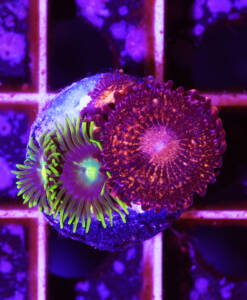 Alternative view of WYSIWYG Zoanthus "Nightmare & blue Sun" Mix