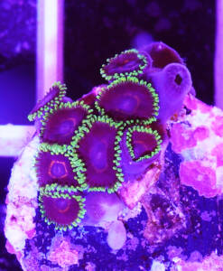 Alternative view of WYSIWYG Zoanthus „Purple Heart“ Krustenanemone