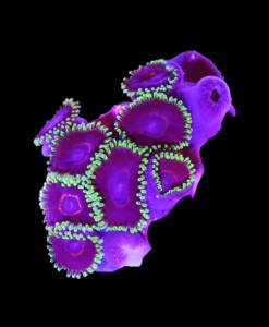 WYSIWYG Zoanthus „Purple Heart“ Krustenanemone