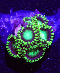 Alternative view of WYSIWYG Zoanthus "Radioactive"