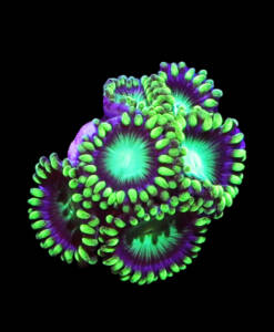 WYSIWYG Zoanthus "Radioactive"