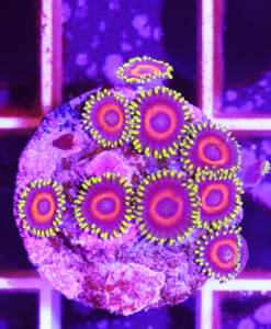 Alternative view of WYSIWYG Zoanthus „Watermelon“ 10 Polypen