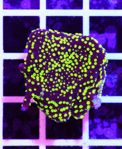 Alternative view of WYSIWYG Montipora Hoffmeisteri