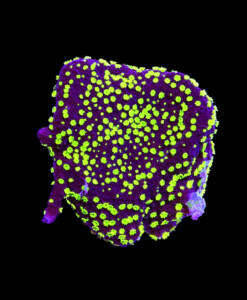 WYSIWYG Montipora Hoffmeisteri