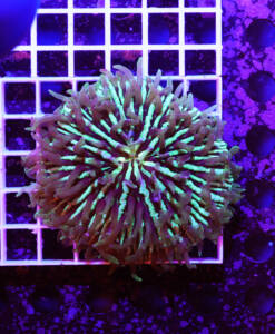 Alternative view of WYSIWYG Fungia Rainbow