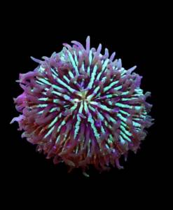 WYSIWYG Fungia Rainbow