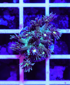 Alternative view of WYSIWYG Goniopora "green with yellow Mouth"