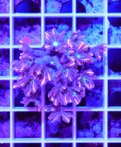 Alternative view of WYSIWYG Clavularia "Tricolor"