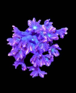 WYSIWYG Clavularia "Tricolor"